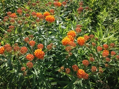 Asclepias tuberosa interior