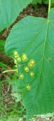 Didymomyia tiliacea