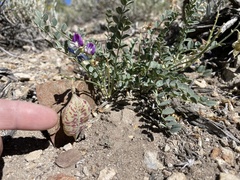Astragalus oophorus