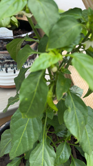Capsicum annuum