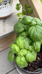 Ocimum basilicum