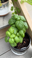 Ocimum basilicum