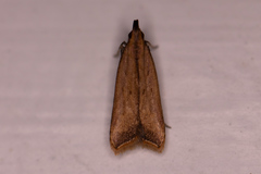 Dichomeris heriguronis