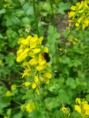 Bombus lapidarius