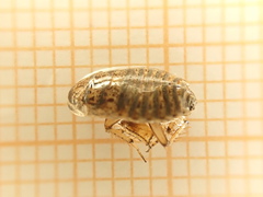Phyllodromica subaptera