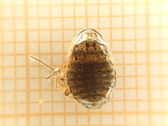 Phyllodromica subaptera