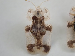 Corythucha juglandis