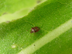 Stagonomus bipunctatus