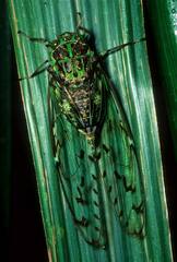 Tanna infuscata