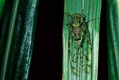 Tanna infuscata