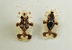 Corythucha juglandis