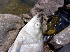 Morone chrysops × saxatilis
