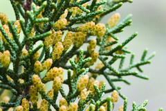 Juniperus californica