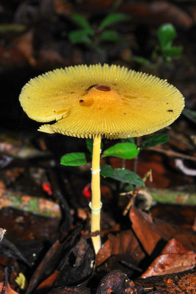 Leucocoprinus brunneoluteus · September 2009 · photo: © w_endo (iNaturalist, cc0)