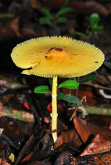 Leucocoprinus brunneoluteus