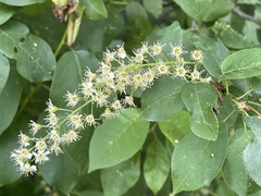 Prunus virginiana