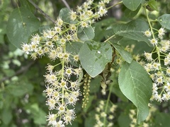 Prunus virginiana