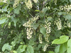 Prunus virginiana