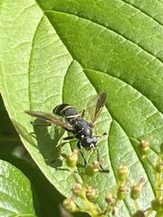 Temnostoma bombylans