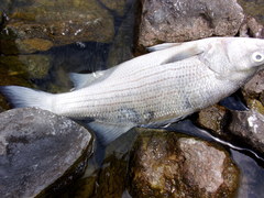 Morone chrysops × saxatilis