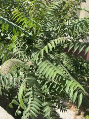 Ailanthus altissima
