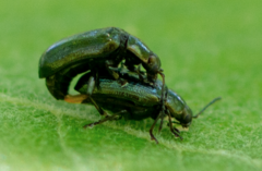 Phratora vulgatissima