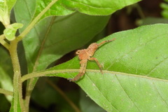 Heteropoda pingtungensis