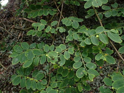 Phyllanthus oligospermus