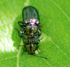 Phratora vulgatissima