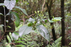 Tarenna gracilipes