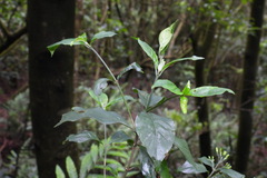 Tarenna gracilipes