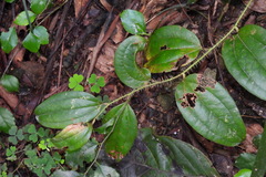 Smilax horridiramula
