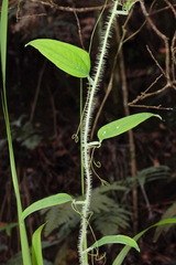 Smilax horridiramula
