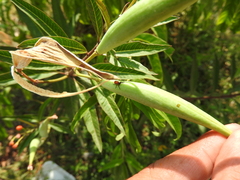 Oncopeltus fasciatus