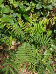 Zanthoxylum martinicense