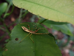Epidaus sexspinus