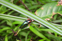 Campsosternus watanabei