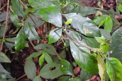 Tarenna gracilipes