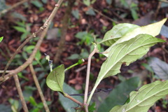 Tarenna gracilipes