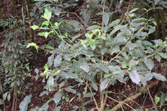 Tarenna gracilipes