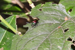 Platycorynus sauteri