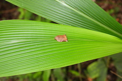 Adoxophyes privatana