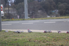 Eolophus roseicapilla