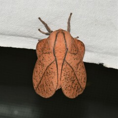 Syssphinx bisecta