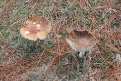 Amanita muscaria