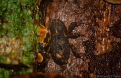 Poropterus difficilis