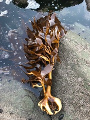 Lessonia trabeculata