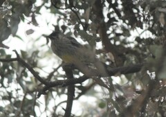 Anthochaera carunculata