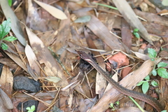 Hebius craspedogaster