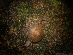 Nitor subrugatus